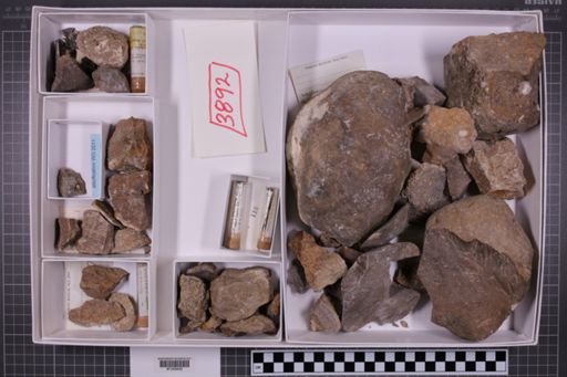 mixed taxa, stratigraphic collection