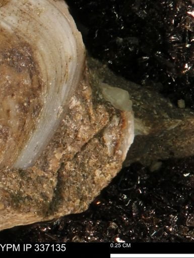 undet. Bivalvia