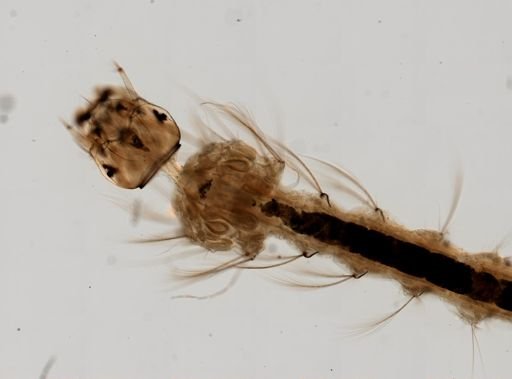 Anopheles