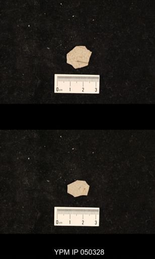 undet. Hexapoda