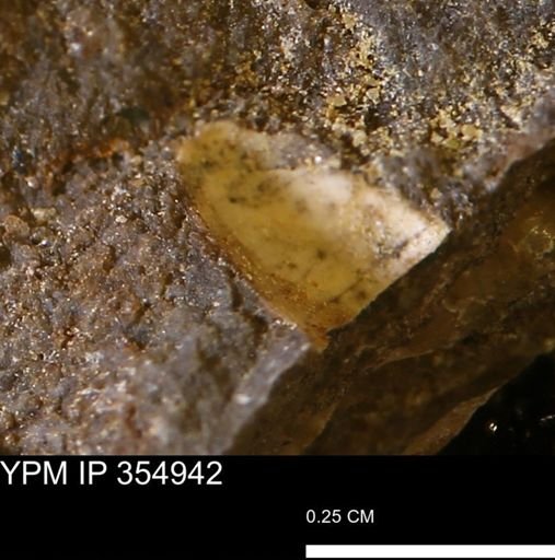 undet. Mollusca