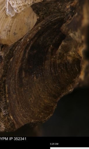 Limopsis striatopunctatus
