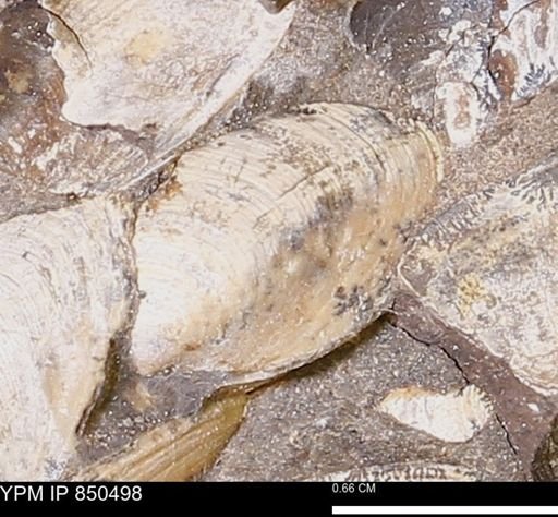 Limopsis striatopunctatus