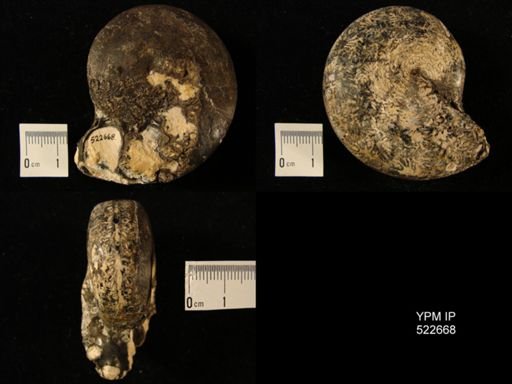 Cladiscites beyrichi rotundata