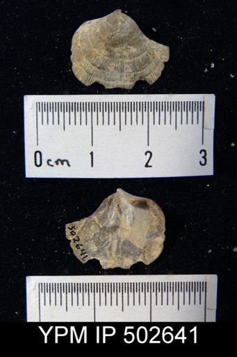 undet. Orthida