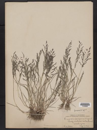 Eragrostis peregrina