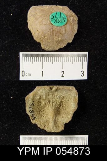 Strophonella reversa