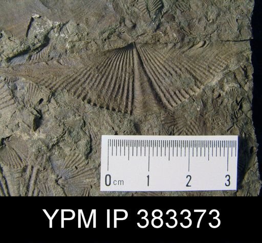 Mucrospirifer mucronatus