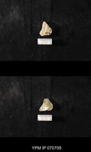 Favosites louisvillensis