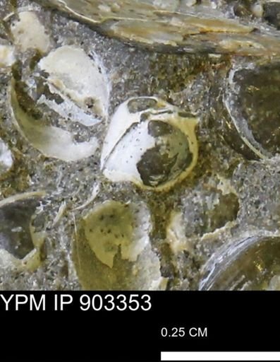 Corbulamella sp.