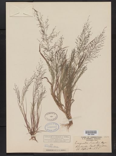 Eragrostis frankii