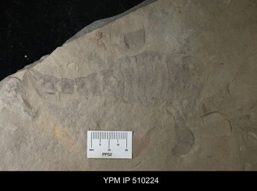 Eurypterus sp.