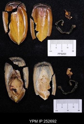 Lingula anatina