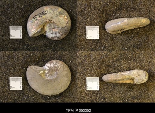 Discoscaphites conradi