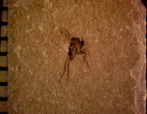 Diptera