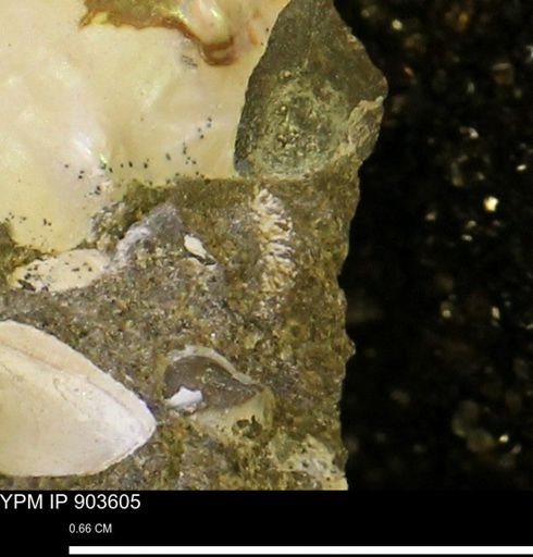 Micrabacia sp.