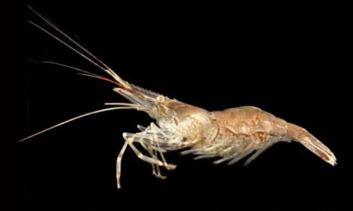 Palaemonetes vulgaris