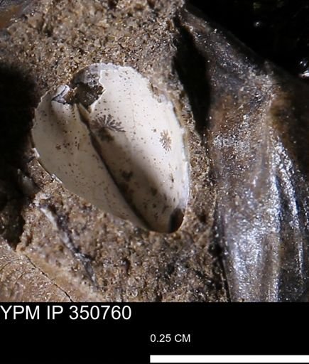 undet. Bivalvia