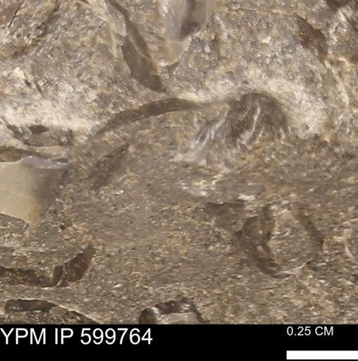 Protocardia subquadrata