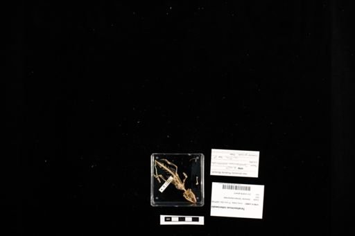 Teratoscincus roborowskii