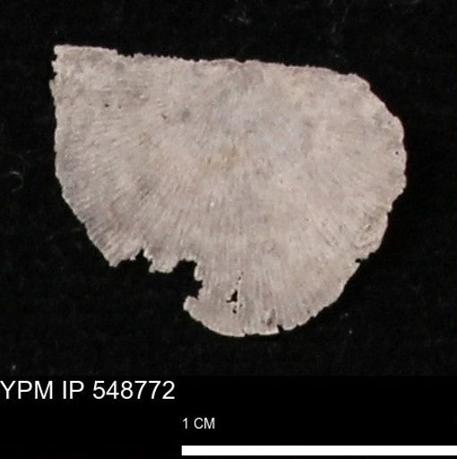 Stropheodonta perplana