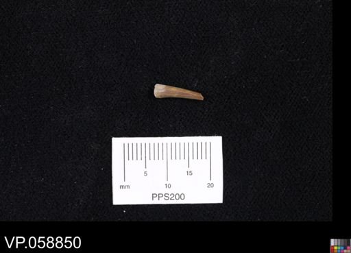 Enchodus?