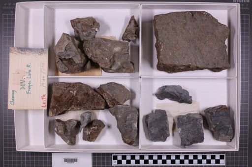 mixed taxa, stratigraphic collection