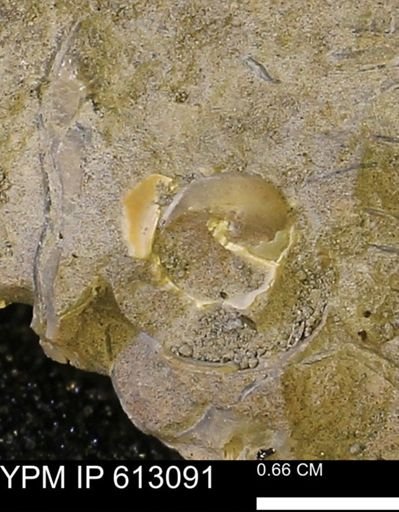 undet. Gastropoda
