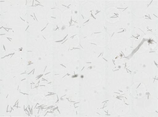 Agelas schmidti