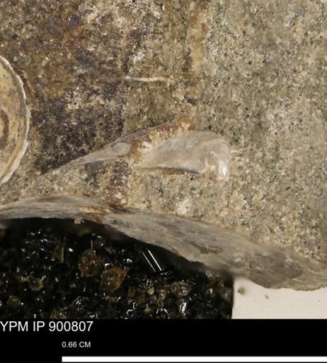 undet. Bivalvia