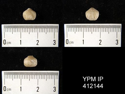 Rhynchonella sp.