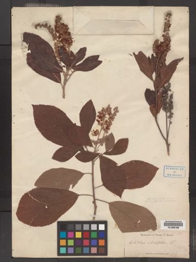 Clethra alnifolia