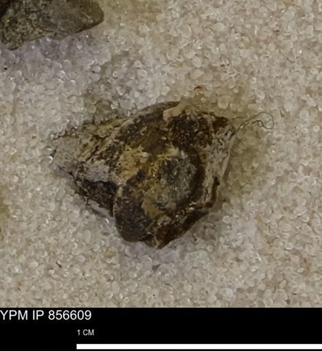 Limopsis striatopunctatus