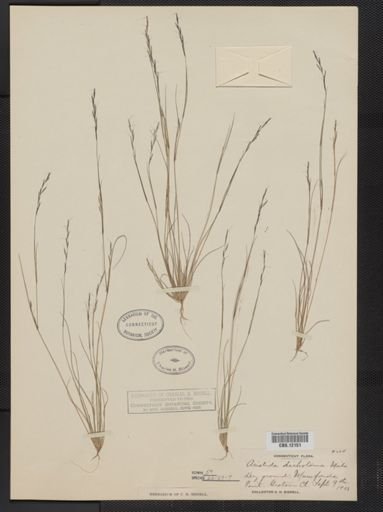 Aristida dichotoma