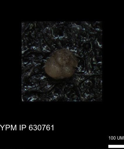 undet. Foraminiferida