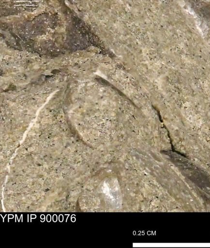 undet. Bivalvia