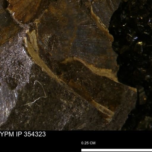undet. Mollusca