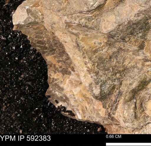 undet. Mollusca