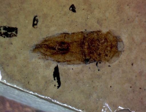 undet. Hemiptera