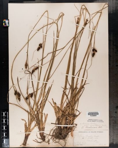 Carex caroliniana