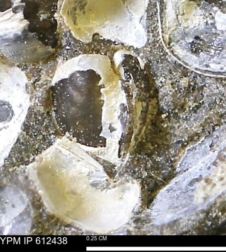 Protocardia subquadrata