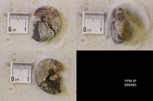 undet. Scaphitidae