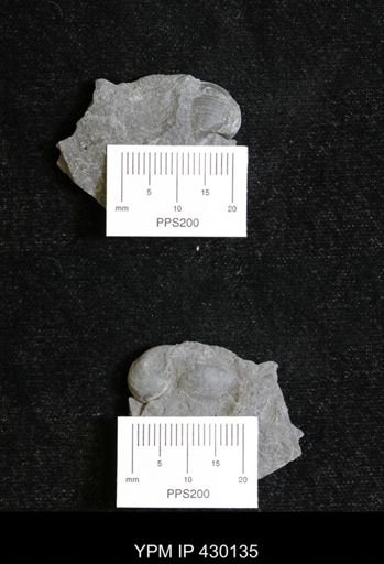 Retispira (Bucanopsis) leda