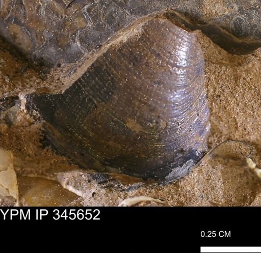 Limopsis striatopunctatus