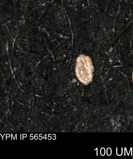 Spirolocammina planula