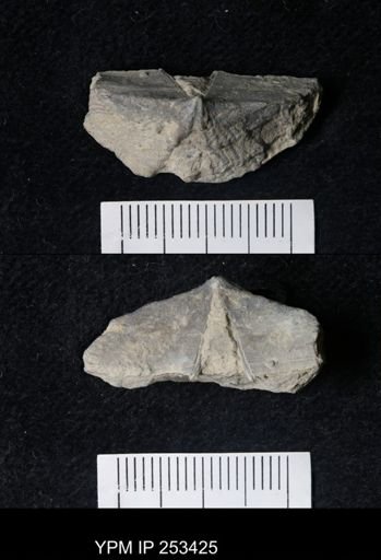 undet. Cyrtospiriferoidea