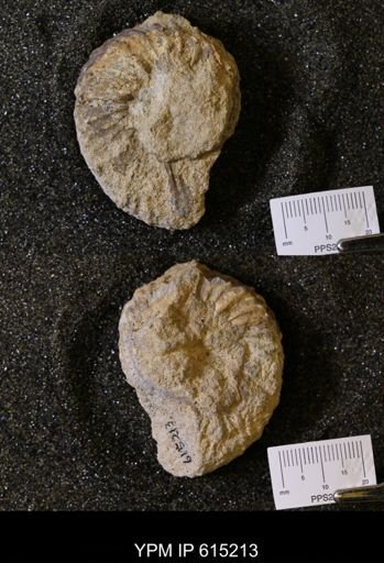 Prionocyclus sp.