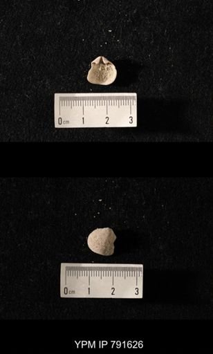 undet. Brachiopoda