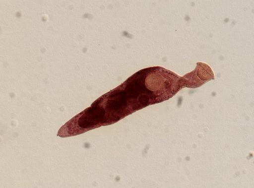 Platyhelminthes