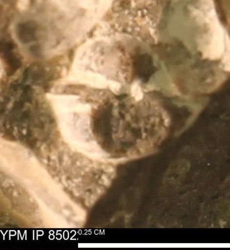 undet. Ammonoidea